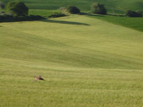 Agriturismo Colombaiolo Pienza Dış mekan fotoğraf