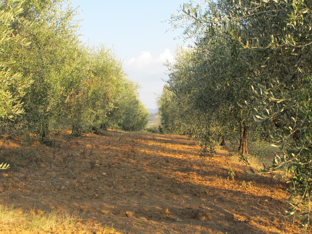 Agriturismo Colombaiolo Pienza Dış mekan fotoğraf